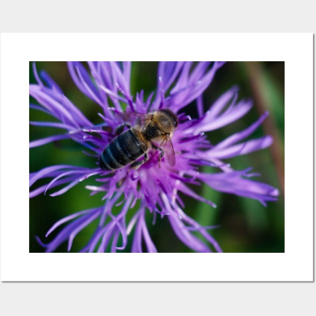 Bee On Purple Flower Wall Art by Pirino